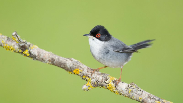 Observación de Aves